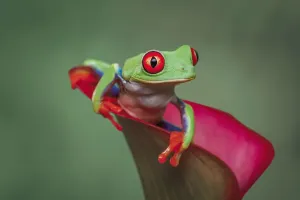 Agalychnis Callidryas Drucke: Red-eyed tree frog