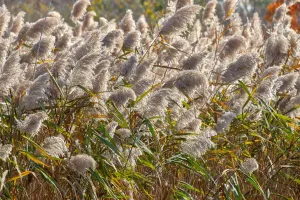 Gras aus der Röhre weht vor dem Wind