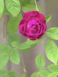 Close Up Rose Drucke: Rose