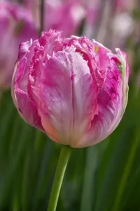 Danita Delimont Photography Collection Drucke: Sign of Spring