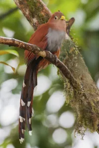 Ken Archer Photographer Drucke: Squirrel cuckoo