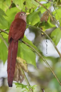 Eichhörnchen Kuckucks