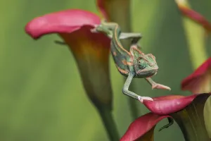Adam Jones Photographer Drucke: Veiled chameleon
