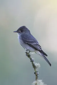 Roter Flügelschwalbenfauler (Kremling)