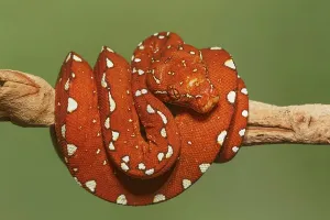 Green Tree Python Drucke: Red morph of green tree python