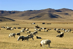 Mongolian Nomads Drucke: Nomads herding cattle