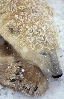 Drucke von Nordamerika Kanada Manitoba Polargewitter Ursus maritimus schlafend Eisbär Drucke: Nordamerika Kanada Manitoba Polarkurzweiler im Schlaf (Ursus maritimus)