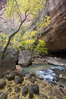 Virgin River Utah Drucke: North Fork of Virgin River, Gates of the Narrows, Zion National Park, Utah, Box