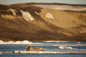 Spitsbergen Island Images Drucke: Norway, Svalbard
