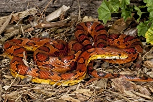 David Northcott Photography Drucke: Oketee Corn Snake, Elaphe guttata, Native to Eastern US
