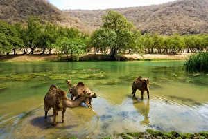 Oman Desert Photography Drucke: Oman, Wadi darbat
