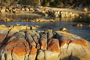 Rock Formations In Australia Drucke: Orange Lichen on
