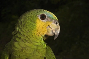 Guyana Wildlife Drucke: Orange-winged Parrot