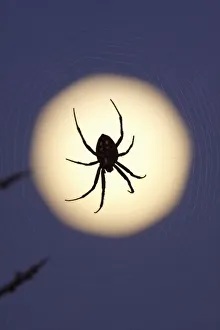 Spider Web Images Drucke: Orb spider on web