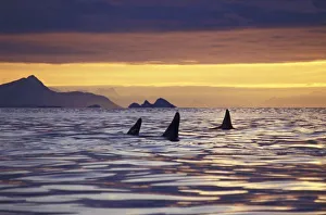 Marine Wildlife Photos Drucke: Orca or Killer