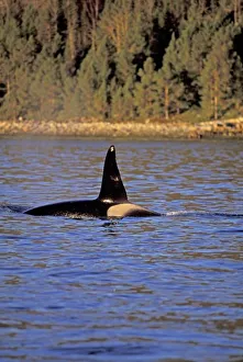 Orca Whale Drucke: Orca or Killer whale
