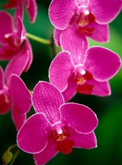 Selective Focus Orchids Drucke: Orchids, Caribbean