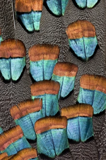 Natural Patterns In Nature Drucke: Oscellated Turkey feather pattern