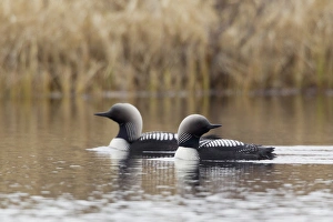 Seward Peninsula Wildlife Drucke: Pacific Loon Pair
