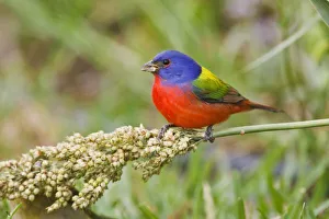 South Padre Island Texas Drucke: Painted Bunting
