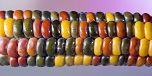Corn Agriculture Drucke: Painted Mountain Corn