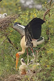India Wildlife Drucke: Painted Stork