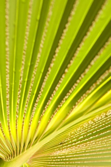 Tropical Foliage Photography Drucke: Palm leaf detail