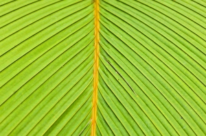 Close Up Palm Frond Drucke: Palm leaves