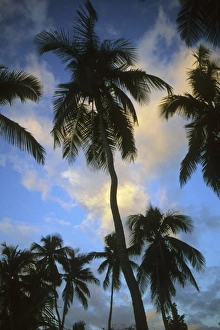 Tropical Palm Tree Landscape Drucke: Palm trees at sunset, Belize