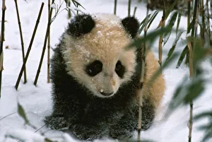 Panda Conservation Efforts Drucke: Panda cub on snow
