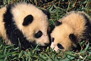 Giant Panda Babies Drucke: Two panda cubs