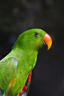 Nature Photography Philippines Drucke: Parrot, Philippines