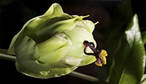 Close Up Flora Drucke: Passionfruit growing on vine (MR)