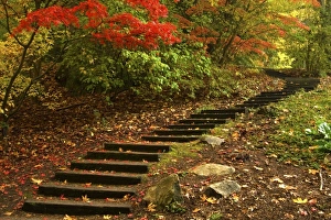 Autumn Park Landscape Drucke: Path through a park in Autumn