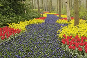 Holland Tulips Drucke: Pathway of Grape
