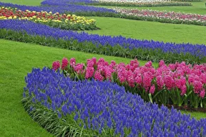 Colorful Garden Blooms Drucke: Pattern of Grape Hyacinth, tulips, and Hyacinth spp. Keukenhof Gardens, Lisse, Netherlands