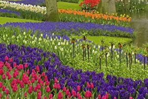 Grape Hyacinth Blooms Drucke: Pattern of tulips