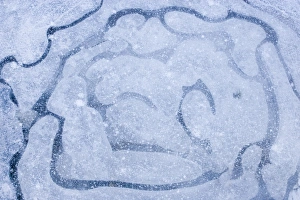 Winter Ice Formations Drucke: Patterns in a frozen puddle