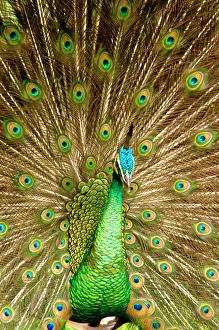 Drucke von Der Peafowl zeigt seine Federn Pfau Drucke: Pfau zeigt sich