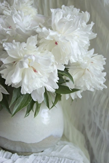 White Peony Flower Drucke: Peony Study