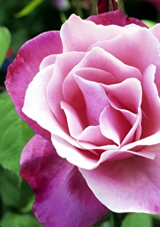 Pink Roses Drucke: The perfect rose