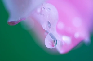Raindrops On Flowers Drucke: Petals with Drops of Rain