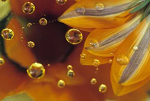 Macro Photography Images Drucke: Petals on Mylar reflective surface with drops. Credit as: Nancy Rotenberg / Jaynes