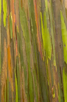 Colorful Tree Bark Drucke: Phillippines. Multi-colored bark of the Eucalyptus deglupta tree. AKA rainbow eucalyptus