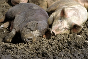 Drucke von Schweine liegen im Schlamm Bilder Datiert 2007 Juni: Schweine im Schlamm liegen
