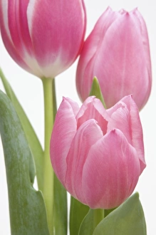 Drucke von Rosen-Tulpen in Rosa Bilder Datiert 2006 März: Rosenröte Tulpen