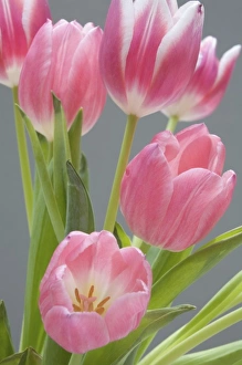 Pink Tulip Blossom Drucke: Pink tulips