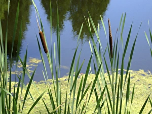 Calm Water Scenes Drucke: Pond