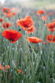 Blooming Flora Drucke: Poppies in bloom