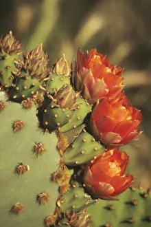 Sonoran Desert Plants Drucke: Prickly pear cactus